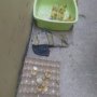 Mau Dimasak, 24 Telur Ini Malah Menetas Gara-Gara Cuaca Terlalu Panas