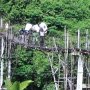 Pengirim Logistik Pemilu Bertaruh Nyawa di Jembatan Reot, Dikejar Kobra