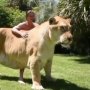 Kenalan dengan Liger, Warganet : Kakinya Seukuran Muka!