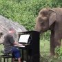 Seekor Gajah Berusia 80 Tahun Tak Bergeming Dengarkan Indahnya Alunan Piano