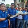 Jakarta Dilanda Banjir, Ular Sanca 4 Meter Ditemukan di Atas Pohon
