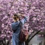 Kamu Perlu Tahu, Ini 4 Manfaat Bunga Sakura untuk Kecantikan!