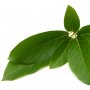 Tak Hanya Buahnya, Daun Alpukat Juga Punya Manfaat Kesehatan Lho!