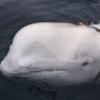 Ikan Paus Misterius Diduga Jadi Senjata Rahasia Rusia, Ini Tanda-tandanya