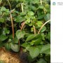 Manfaat Daun Binahong untuk Kesehatan, Turunkan Kolesterol dan Gula Darah