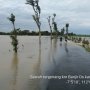 Curah Hujan Tinggi, Kementan Minta Petani Manfaatkan Program Asuransi Padi