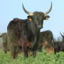 Heboh Banteng Ngamuk di Tengah Kota, Tabrak Pengendara Motor dan Masuk Toko
