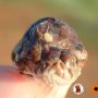 Ular Bermata Tiga di Australia Hebohkan Dunia
