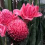 Tak Hanya Cantik, Bunga Kecombrang Juga Punya Manfaat untuk Kesehatan