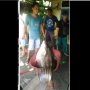 Heboh Warga Jambi Tangkap Ikan Tapah Raksasa, Dijual Laku Rp 2 Juta