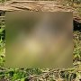 Wanita Cuma Pakai Celana Dalam Ditemukan Tewas Tanpa Kepala