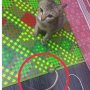 Putuskan Kabel Earphone Majikan, Kucing Bawakan Ular Sebagai Pengganti
