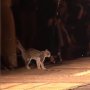 Jadi Perhatian, Ada Kucing Ikut Jalan di Catwalk Dior Maroko