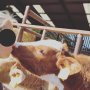 Viral Tantangan Mencium Sapi, Sampai Bikin Gerah Pemerintah Austria