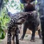 Lucunya Bona, Bayi Tapir yang Lahir di Kebun Binatang Bandung