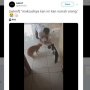 Coba Damaikan Dua Kucing Berantem, Aksi Pria Ini Malah Bikin Ngakak