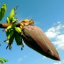 Resep Jantung Pisang yang Enak dan Menyehatkan