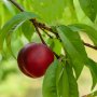 Cegah Osteoporosis dan Osteoarthritis, Makanlah 5-6 Buah Plum Setiap Hari!