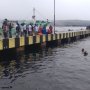 Salah Injak Pedal, Mobil Pikap Terjun ke Laut
