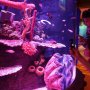 Berencana Libur Lebaran ke Malaysia, Destinasi SEA Life Bisa Jadi Pilihan