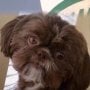 Sedih, Anjing Lucu Ini Terpaksa Disuntik Mati Karena Permintaan Pemiliknya