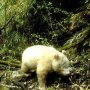 Panda Albino Langka Terekam Kamera Berkeliaran di China