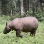 Badak Sumatra Jantan Terakhir di Malaysia Mati, Tersisa di Indonesia