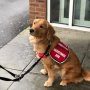 Gemas, Ketika Anjing Pemandu Diajak Liburan ke Walt Disney World