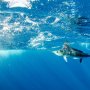 Ditabrak Ikan Blue Marlin saat Menyelam, Indra Gunawan Tewas