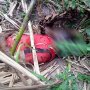 Suami Terduga Pembunuh Istri di Kediri Ditemukan tewas di Kebun Tebu