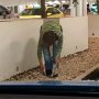 Salut, Antre Keluar Parkiran, Wanita Ini Punguti Sampah Dengan Sumpit