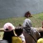 Tahun Baru Banjir, Pengunjung Ragunan Menurun Drastis