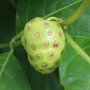 Diyakini Obat Kanker, Mengkudu Tidak Boleh Dikonsumsi Orang Seperti Ini!