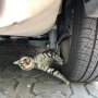 Sekilas Membuat Ngilu, Potret Kucing Terlindas Ini Sukses Bikin Deg-degan