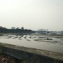 Waduk Pluit Penuh Lumpur dan Sampah, Warga Keluhkan Bau Tak Sedap
