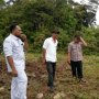 Kawanan Gajah Liar Diduga Rusak 15 Hektare Kebun Sawit Warga di Aceh Utara