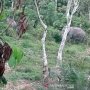 Belasan Gajah Liar Masuk Kampung, Warga Lampung Barat Geger