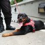 Pasukan Anjing Pelacak Ikut Amankan Sidang Sengketa Pilres di MK