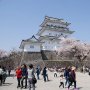 Potret Eloknya Sakura Bermekaran di Kastil Odawara Jepang