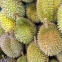 Buka Durian dengan Cara Kupas Kulit Pakai Pisau, Aksi Wanita Ini Bikin Publik Heran