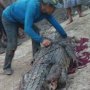 Ngeri, Warga Riau Tangkap Buaya Raksasa, Saat Dibelah Isinya Kaki Manusia