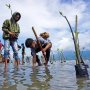 Aksi Tanam Mangrove di Lokasi Tsunami