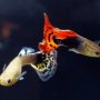 Alasan Memelihara Ikan Guppy, Khususnya Bagi Pemula