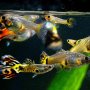 8 Ikan Hias Air Tawar yang Mudah Dipelihara