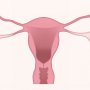 Penting untuk Dijaga, Ini Fungsi Uterus Pada Wanita