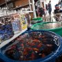 Relokasi Pedagang Ikan Hias Jatinegara