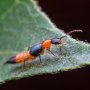Waspada Gigitan Semut Charlie, Racunnya Lebih Kuat dari Ular Berbisa