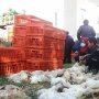 Harga Ayam di Yogyakarta Sudah Naik Usai Dibagi-bagi Gratis