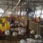 Harga Ayam Anjok Akibat Corona, Peternak Minta Pemerintah Tanggung Jawab