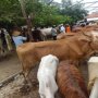 Perubahan Suhu Berpotensi Pengaruhi Kesehatan Hewan Ternak, DP3 Sleman Beri Imbauan Ini